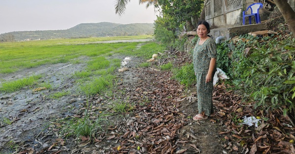 Ruộng đồng bỏ hoang vì nhiễm mặn