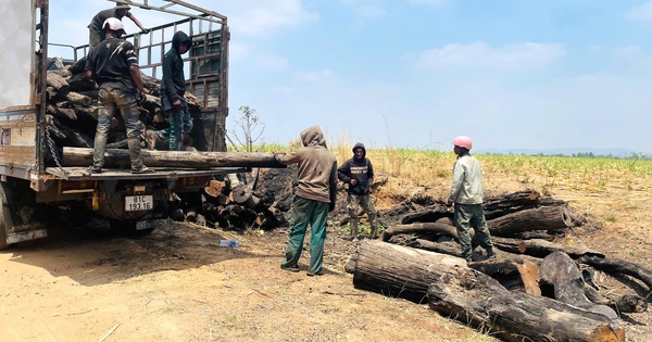 Phát hiện nhiều điểm tập kết gỗ không rõ nguồn gốc ở Gia Lai