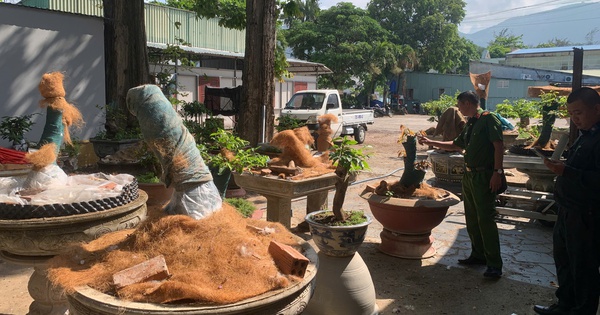Vụ 42 cây mai vàng không rõ nguồn gốc: Hạt Kiểm lâm Côn Đảo thông tin chính thức