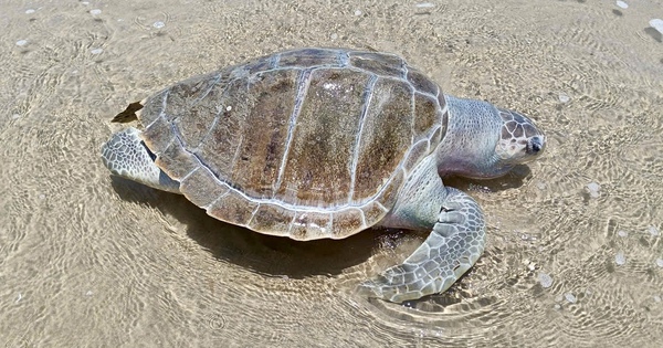 Rùa biển chết trôi dạt vào khu vực Bãi Sau, Vũng Tàu