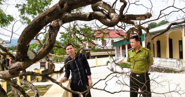 Cây cảnh muội hồng chết khô sau khi kiểm lâm thu giữ