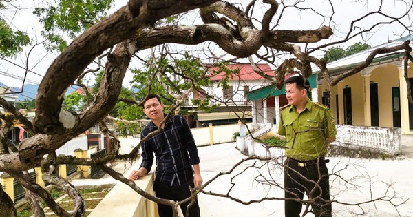 Cây cảnh muội hồng chết khô sau khi kiểm lâm thu giữ