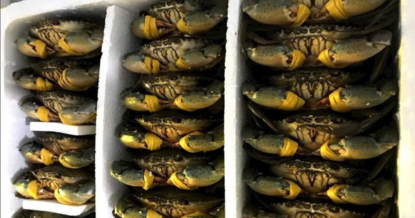 Cua biển Cà Mau tăng hơn 100.000 đồng/kg dịp lễ 30-4 và 1-5
