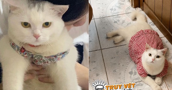 Công an bắt người phụ nữ trộm mèo cảnh ở TPHCM