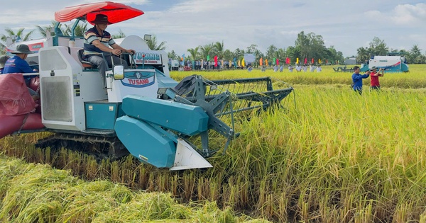 Gạo phát thải thấp tạo lợi thế cạnh tranh mới