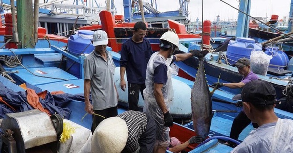 Gia Lai đề xuất xây dựng trung tâm đấu giá cá ngừ đại dương đầu tiên ở Đông Nam Á