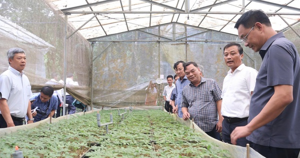 Bí thư Đà Nẵng kêu gọi đầu tư phát triển thương hiệu sâm Ngọc Linh