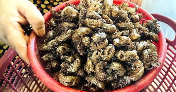 Người dân Gia Lai đổ xô tìm xác ve sầu bán giá cao