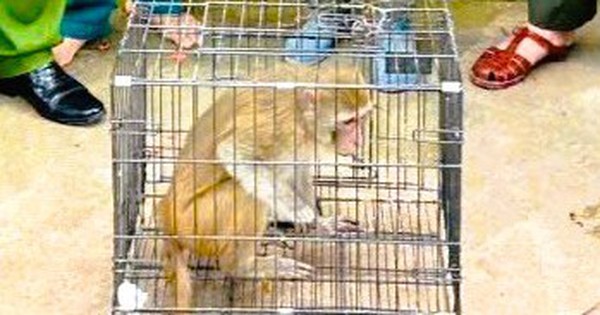 Khỉ hoang đi lạc vào khu dân cư, người dân bắt giao nộp công an