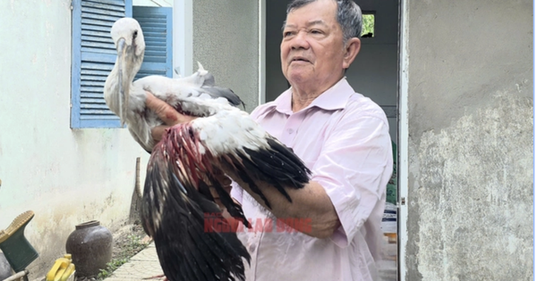 Vườn chim của lão nông 80 tuổi trước nguy cơ "xoá sổ", Chủ tịch UBND tỉnh Vĩnh Long chỉ đạo