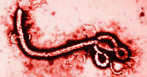 WHO nâng mức cảnh báo dịch Ebola lên khẩn cấp, Bộ Y tế lên tiếng