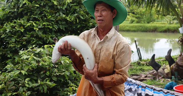 Thu nhập tiền tỉ từ mô hình nuôi cá chình