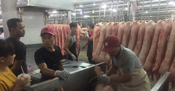 Giá heo hơi hôm nay, 19-5: Tăng ở chợ đầu mối