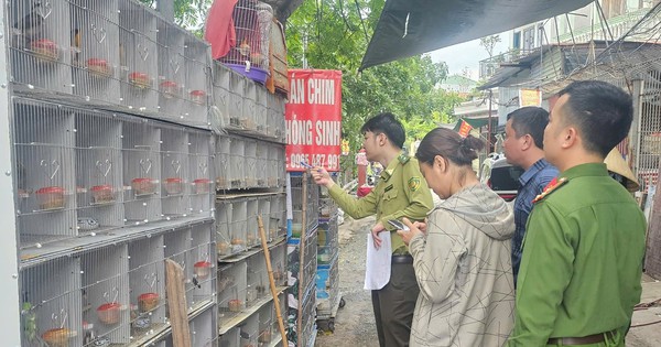 Tạm giữ gần 1.000 cá thể chim hoang dã tại 3 cửa hàng chim cảnh