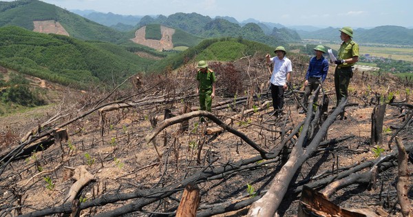 Phá rừng giữa vùng đệm Phong Nha - Kẻ Bàng