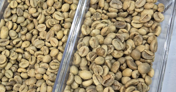 Giá cà phê hôm nay, 19-5: Giảm nhưng có tin vui từ thị trường Mỹ