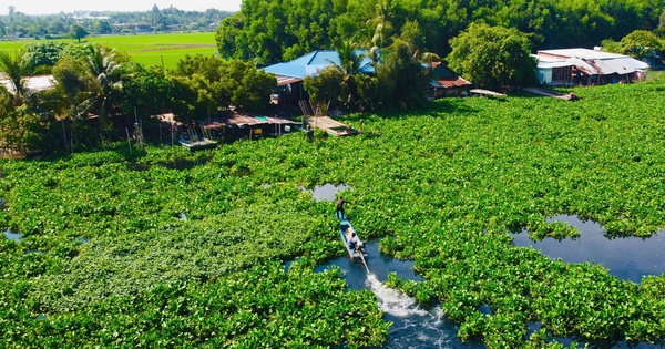 Nước bẩn, lúa "khát" bên dòng Vàm Cỏ Đông