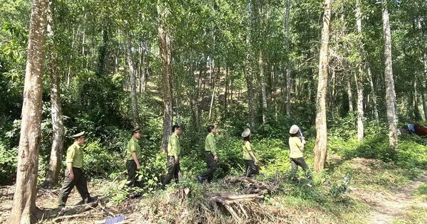 Gia Lai “gom” 29 ban quản lý rừng phòng hộ về một đầu mối