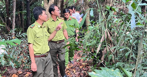 CLIP: Vụ chủ vườn chim "kêu cứu" ở Vĩnh Long: Lực lượng chức năng đến khảo sát
