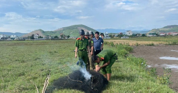 Lưới bẫy đánh bắt chim trời xuất hiện trên cánh đồng Quảng Trị
