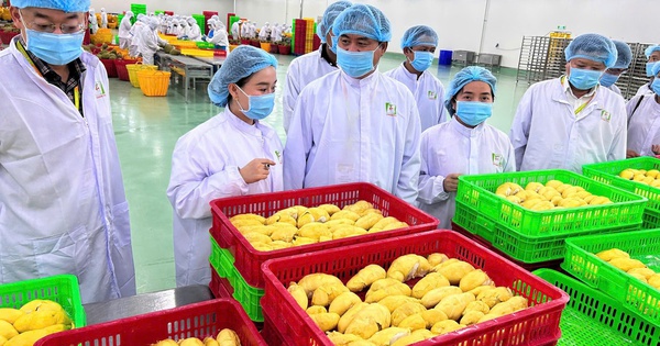 Nông sản Việt thích ứng quy định từ Trung Quốc