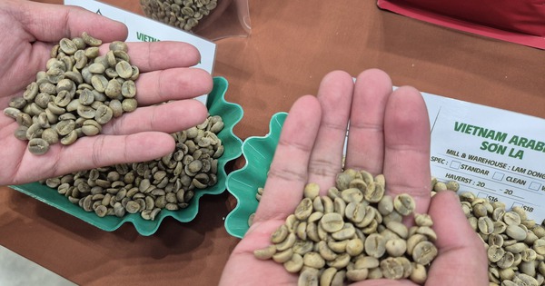 Giá cà phê hôm nay 24-5: Giải mã vùng trồng Arabica lớn nhất Việt Nam