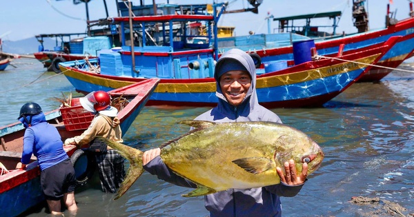 Ngư dân phấn khởi khi trúng đậm “lộc biển”