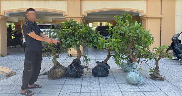 Đối tượng trộm 6 cây hoa mai dáng đẹp của người dân ra đầu thú