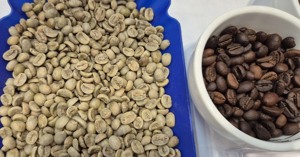 Giá cà phê hôm nay 28-5: Arabica giảm mạnh, Colombia trúng mùa
