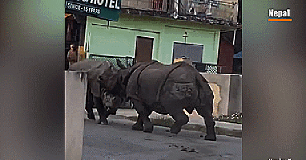 Quái thú" húc nhau trên phố Nepal, người dân hoảng loạn