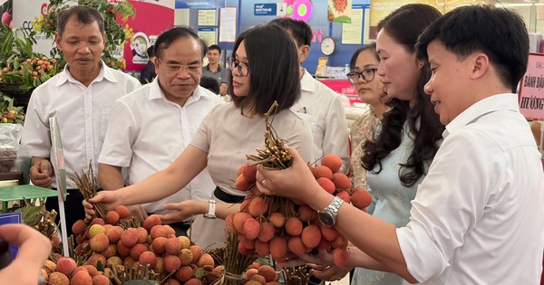 Saigon Co.op đưa 300 tấn vải Thanh Hà vào hệ thống phân phối toàn quốc