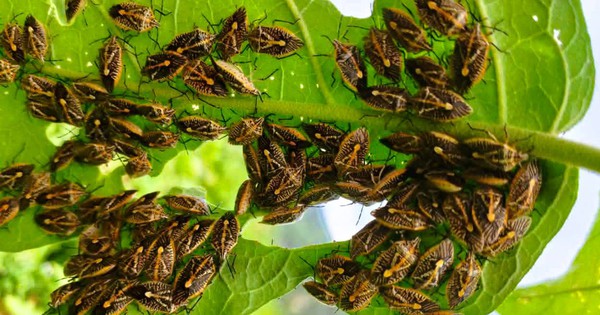 6 người ở Thanh Hóa nhập viện nghi do ăn bọt xít