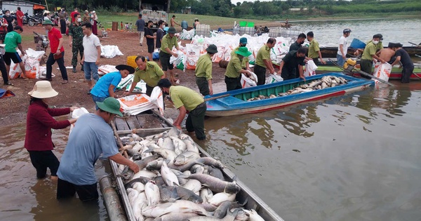 Hình ảnh hơn 200 tấn cá chết ở hồ Trị An