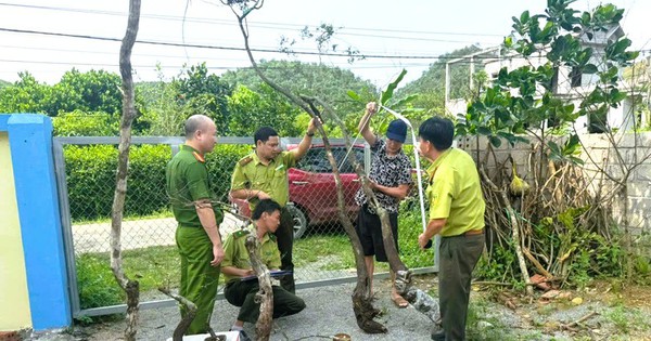 Kiểm lâm Ninh Bình xử lý 8 vụ khai thác, tàng trữ cây muội hồng, phạt 45 triệu đồng