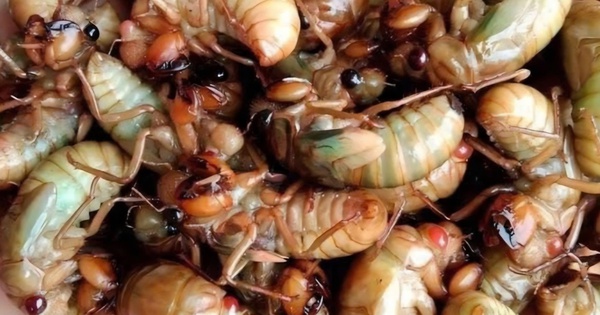 Ăn ve sầu, nhiều người nhập viện