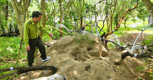 Kiểm lâm Thanh Hóa thu giữ 823 cây, phôi cây muội hồng, sẽ tiêu hủy cây chết