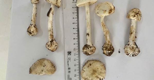 1 người tử vong, 5 người nhập viện cấp cứu sau khi ăn canh nấm rừng