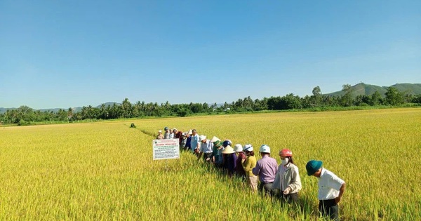 Nhóm người "bảo kê" máy gặt lúa gây bức xúc ở Gia Lai