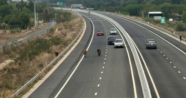 Xuất hiện bò, dê và người đi bộ vào tuyến cao tốc Biên Hòa - Vũng Tàu