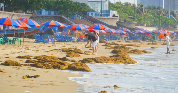 Hình ảnh rong biển phủ kín Bãi Sau, người dân Vũng Tàu tranh thủ nhặt về