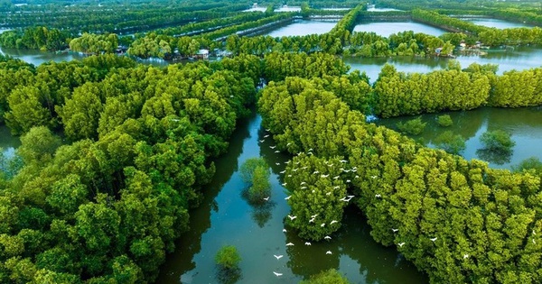 Bất ngờ đàn chim quý hiếm hàng trăm con xuất hiện ở đầm Thị Nại