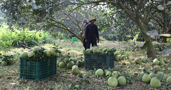 "Tấm vé thông hành" cho nông sản xuất khẩu