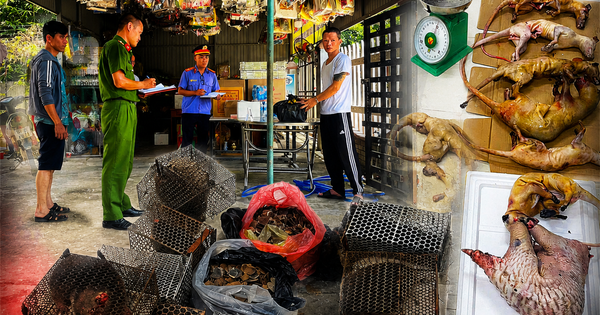 Thực nghiệm điều tra vụ vận chuyển vảy tê tê, động vật hoang