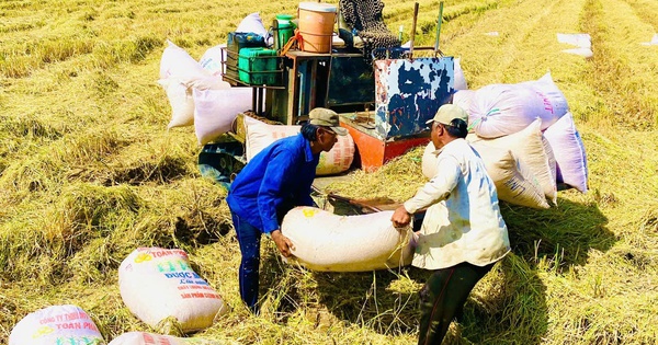 Thời cơ nâng giá trị gạo Việt