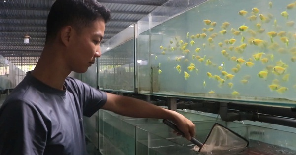 Từ thú chơi thành ngành xuất khẩu