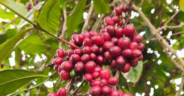 Giá cà phê hôm nay 10-6: Đồng loạt giảm, doanh nghiệp vẫn dè