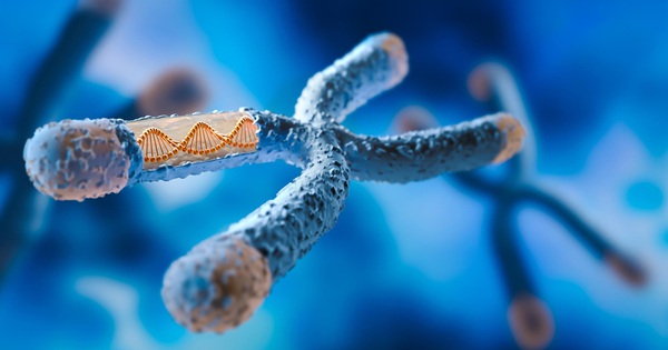 Một lỗi DNA có thể biến chuột cái thành đực: Hy vọng cho con