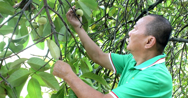 Giữ màu xanh ven sông Sài Gòn
