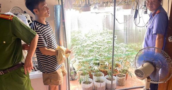 Phát hiện "vườn" cần sa được trồng một cách tinh vi, hiện đạ
