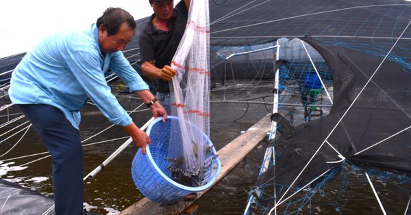 “Con tôm công nghệ” ở Long Điền